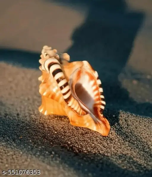 ganesh  shankh, 3inch conch shell, non blowing shankh for Vastu  correction, or as a sacred décor piece