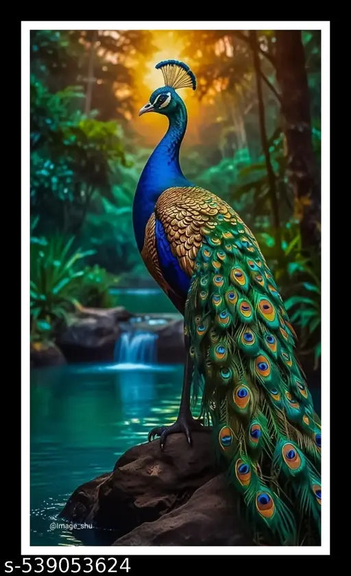 Peacock 01