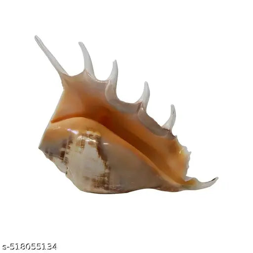 Right Hand Panchmukhi Blowing Shankh Five Faced Shankh For Religious Purpose, Home Puja