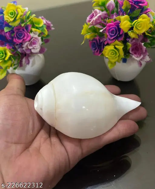 Loud Blowing Shankh for Pooja Original Inch Conch Shell White
