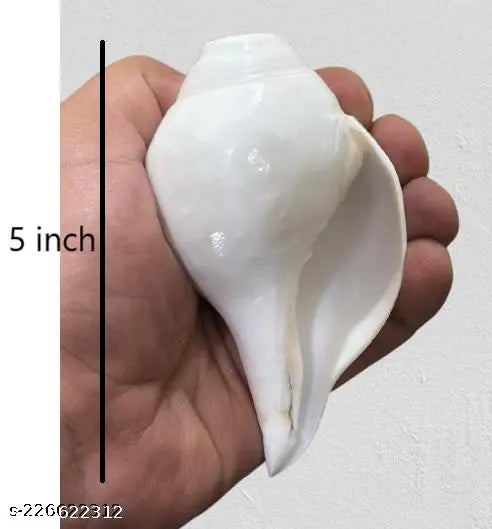 Loud Blowing Shankh for Pooja Original Inch Conch Shell White