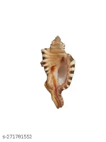 Small Shankh Ganesh Shankh   for Pooja & Vamavarti Brings Prosperity, Happiness, Good Health & Wealth