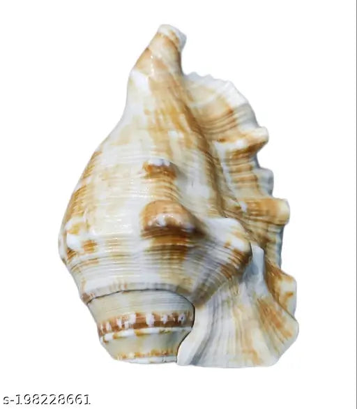 Bachapan Pack of 1 Panchmukhi Shankh | Five Finger Shankh | Loud Blowing Shankh for Pooja Laxmi Shankh