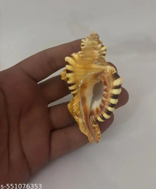 ganesh  shankh, 3inch conch shell, non blowing shankh for Vastu  correction, or as a sacred décor piece