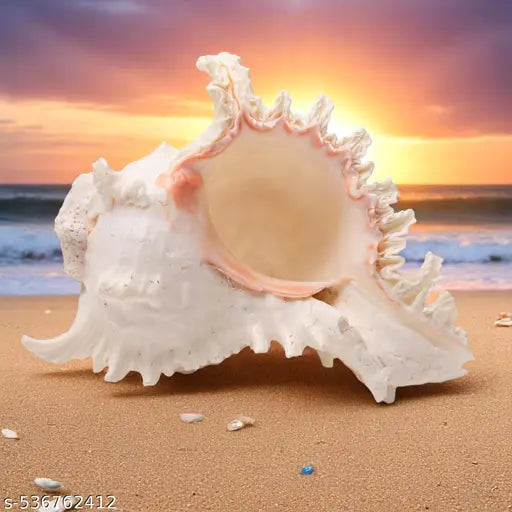 Srimaa Ventures Beautiful Surya Mukhi Shankh || Vishnu Shankh for Diwali Pooja,  Prosperity