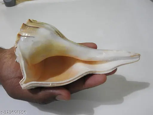 Tiger Dakshinamukhi Natural Shankha Showpeice for Good Luck, Progress & Prosperity (Non Blowable) (White)