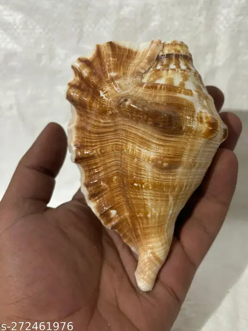 PANCHMUKHI CONCH OR PANCHAMUKHI SHANKH Sacred, Decorative, Blowing Shankh (Yellow) Puja Articles