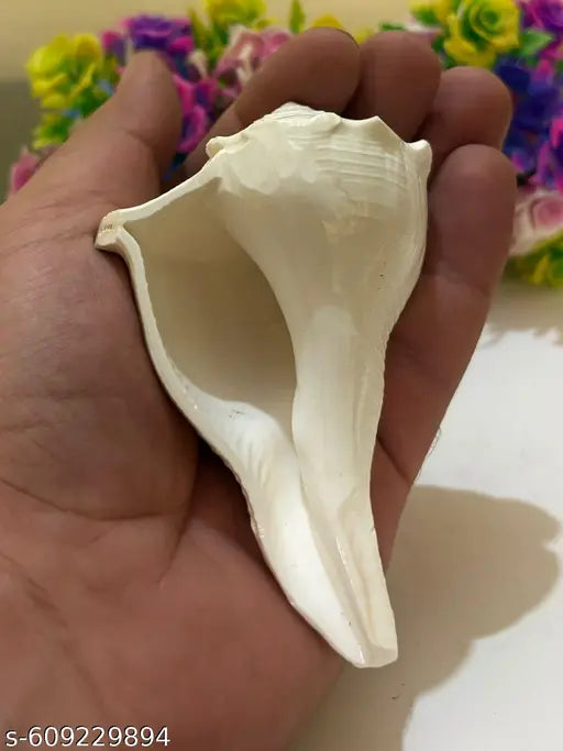 Dakshinavarti shankh, Natural Pooja Dakshinavarti Shankh Original from Rameswaram / दक्षिणावर्ती शंख / dakshinavarti shankh and Natural Size-4.5-5 inch.