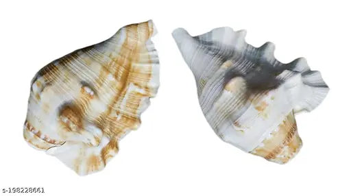 Bachapan Pack of 1 Panchmukhi Shankh | Five Finger Shankh | Loud Blowing Shankh for Pooja Laxmi Shankh