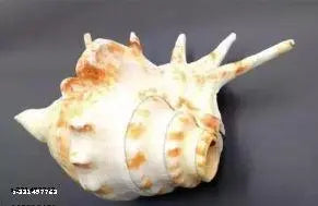 Haridwar Divine Panchmukhi Shankh is the perfect addition to any temple or pooja room, from Haridwar