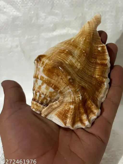 PANCHMUKHI CONCH OR PANCHAMUKHI SHANKH Sacred, Decorative, Blowing Shankh (Yellow) Puja Articles