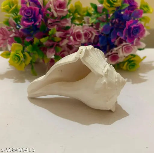 4-5inch Natural Pooja Dakshinavarti Shankh Original from Rameswaram / दक्षिणावर्ती शंख / dakshinavarti shankh and Natural Size