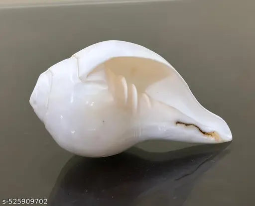 Original White Blowing shankh, Conch Shell, Medium Size Shankh (5-6inch) for Daily Pooja