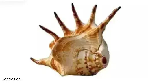 HARIDWAR TRENDS SHANKH 15CM LORD GANESHA Blowing Blowing Shankh/Shankh for Pooja Original Conch Shell White Jumbo/ Loud Blowing Decorative