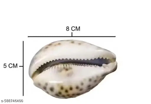 Large Lakshmi cowrie, Big kaudi, big brown kaudi
