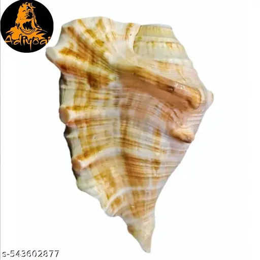 Yellow Conch Shell for Puja Rituals, Religious Gifts and Mandir Placement