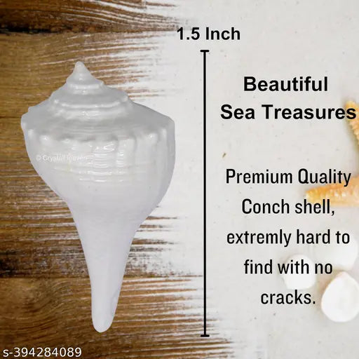 Kudi Shanku - Dakshinavarti - Kudi Shankh, Shank, Dakshinavarti Shankh (1.5 inch, White)