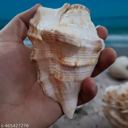 Srimaa Ventures Authentic Right Hand Panchmukhi Blowing Shankh – Sacred Conch for Pooja, Meditation