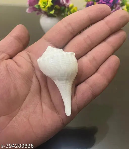 Kudi Shanku - Dakshinavarti - Kudi Shankh, Shank, Dakshinavarti Shankh (1.5 inch, White)