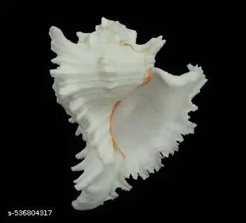 Srimaa Ventures Large Surya Mukhi Vishnu Shankh Holy Conch Shell for Home & Temple Pooja
