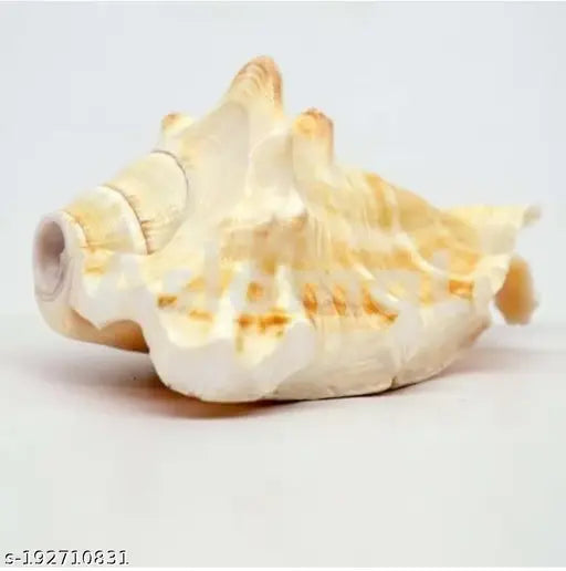 Bachapan Pack Of 1 Panchmukhi Shankh | Five Finger Shankh | Loud Blowing Shankh for Pooja Laxmi Puja Articles