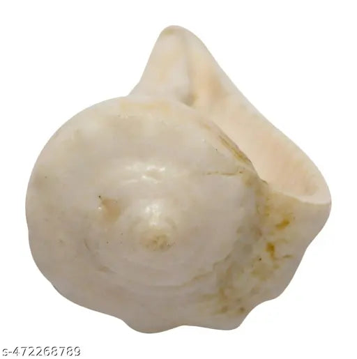 Dakshinvarti Shankh (Dahinavati, Righthand, Pure Shell, Very Light Weight, Very Small, 6 GMS, 4 cm x 2 cm x 2 cm, White)