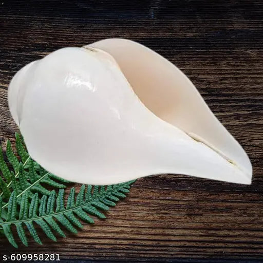 White Shankh for Prosperity, Wealth, and Spiritual Harmony in Home