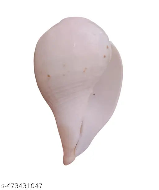 Srimaa Ventures Lord Vishnu Shankh Blowing Vamavarthi Shankh | Authentic Left-Handed Blowing Shankh for Home Pooja, Temple