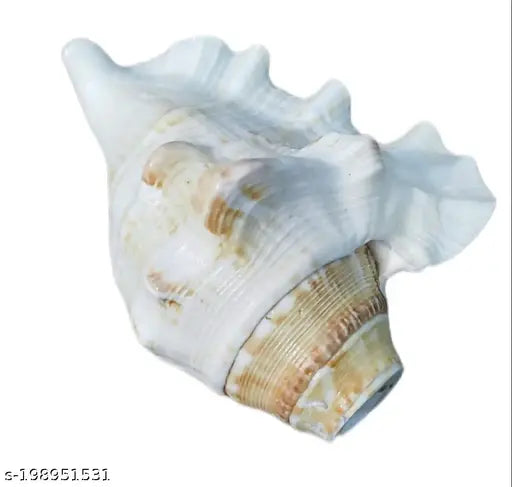 Bachapan Pack of 1 Panchmukhi Shankh | Five Finger Shankh | Loud Blowing Shankh for Pooja Laxmi Shankh