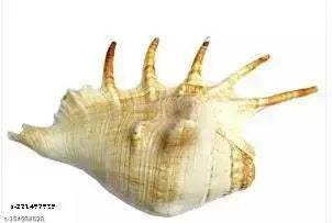 Haridwar Divine Five Finger Shank||Medium||Panchmukhi Shank ||Home Decor (Length: 18cm / Height: 9cm ) , from Haridwar