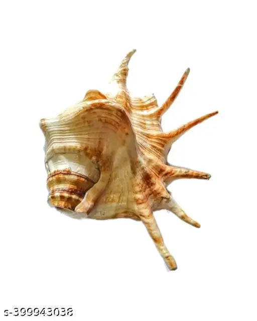 HARIDWAR TRENDS SHANKH 15CM LORD GANESHA Blowing Blowing Shankh/Shankh for Pooja Original Conch Shell White Jumbo/ Loud Blowing Decorative