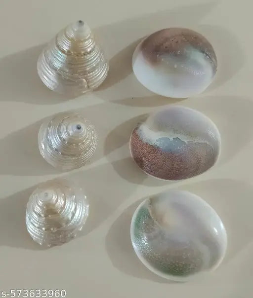 3 Pcs Moti Shankh For Wealth,Prosperity, Rare & Original to Please Goddess  attracting Prosperity peace , positive energy & 3 Pcs Raja Gomti Chakra for  Healing, Health, Wealth Big Shell