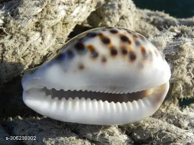 Bachapan  Pack of 5  5PC Polished Tiger Cowrie Sea Shells, 2-1/2 Inch ~ 3-1/4 Inch