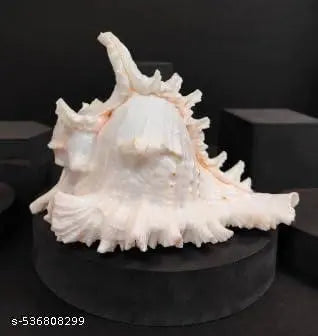 Srimaa Ventures Loud Sound Surya Mukhi Shankh for Temple Aarti, Diwali Puja, and Vastu Remedies