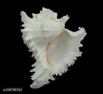 Srimaa Ventures Sacred Chandri Shankh for Daily Puja, Aarti & Religious Ceremonies