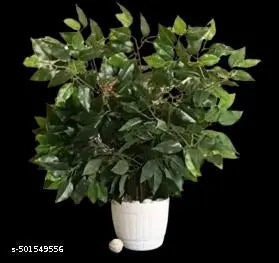 Pack of 6  Artificial Ficus Plants & 42 Leaves for Indoor Outdoor Install & Washable Perfect Product for Your Home Decor (GREEN/WHITE)