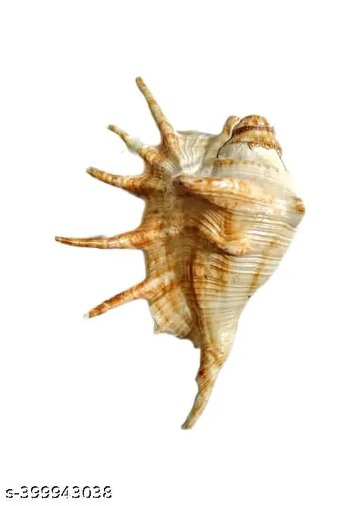 HARIDWAR TRENDS SHANKH 15CM LORD GANESHA Blowing Blowing Shankh/Shankh for Pooja Original Conch Shell White Jumbo/ Loud Blowing Decorative