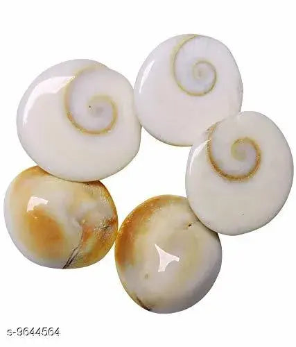 Holly Gomti Chakra For Pooja