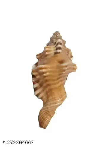 Natural and Original Ganesh Lakshmi Shankh Shell Conch Shank No Blowing [ 3 to 4 ] Inches