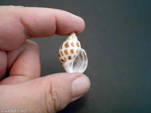 Brown Dots Conch Seashells for craft (100gm)
