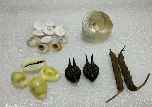 Sri GuruJi Kit - Bat Head Root - 2 Pcs, BalaMudi YedaMudi - 1 pc each,   Shankh - 1 Pc, Gomti Chakra - 11 Pcs, Laxmi Gavvulu - 4 Pcs,