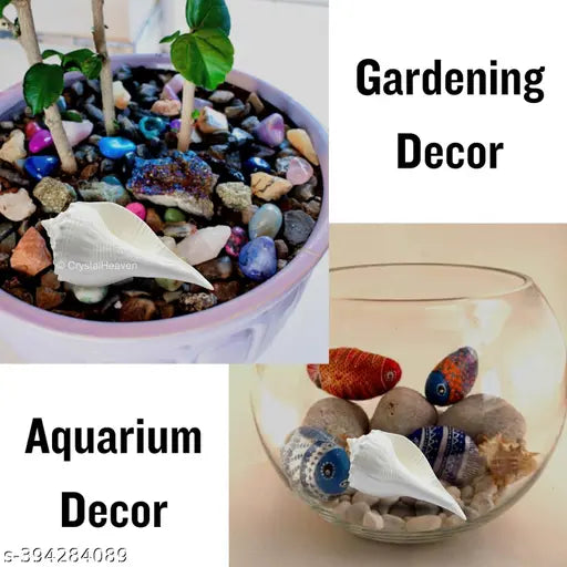 Kudi Shanku - Dakshinavarti - Kudi Shankh, Shank, Dakshinavarti Shankh (1.5 inch, White)