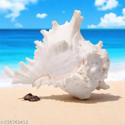 Srimaa Ventures Beautiful Surya Mukhi Shankh || Vishnu Shankh for Diwali Pooja,  Prosperity