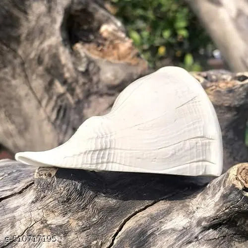 Original Dakshinavarti Shankh - 7 Inch Natural White Shankh from Rameswaram for Pooja, Lakshmi Shankh, and Spiritual Rituals