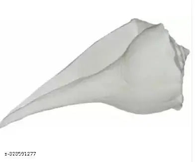 Dakshin Mukhi Shankh for Pooja Pure White Sacred Shankh for Puja, Temple (White)