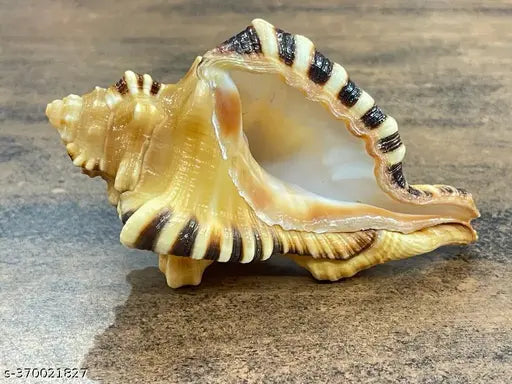 Ganesh Mukhi Shankh set of 1