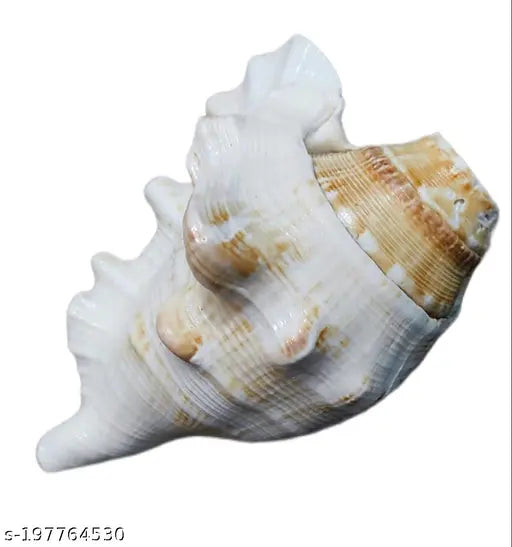 Bachapan Pack of 1 Panchmukhi Shankh | Five Finger Shankh | Loud Blowing Shankh for Pooja Laxmi Shankh