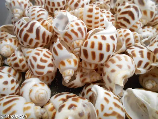Brown Dots Conch Seashells for craft (100gm)