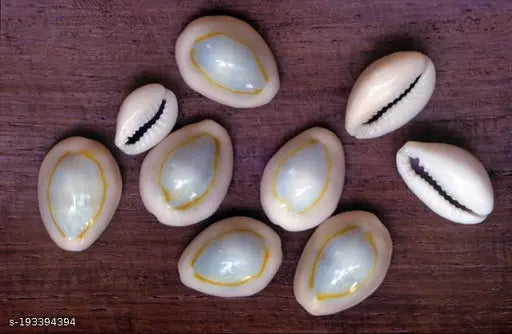 YATHARTH - Natural Sada Black? Cowdi-Kauri - Kowri - Cowry - Kaudi - Gavvalu - Shells- Set of 108 Pices for Laxmi Pooja.