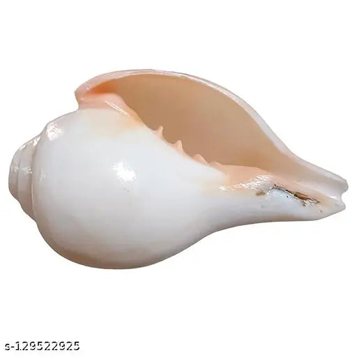 Jellybean Retails Vamavarti Natural Loud Blowing Shankh|Conch for pooja original, First Quality, Medium ,200 Grams, 12cm(4.5 inch) in Length Blowing Shankh Blowing Shankh